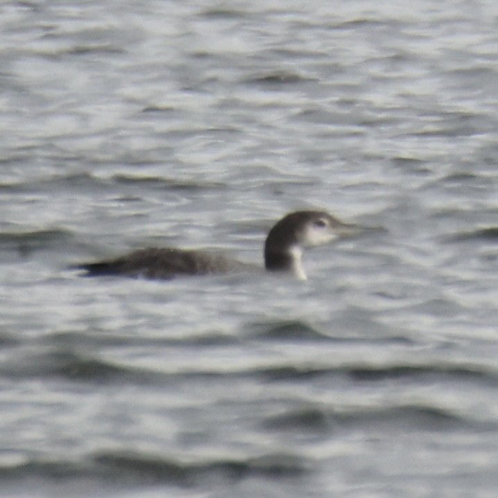 ハシグロアビ - ML645617229