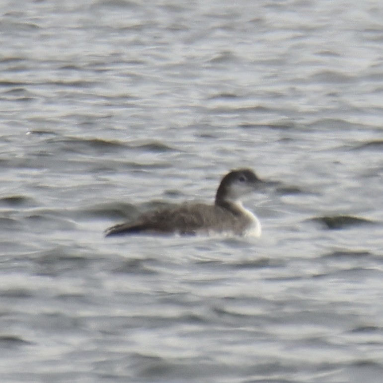 ハシグロアビ - ML645617230