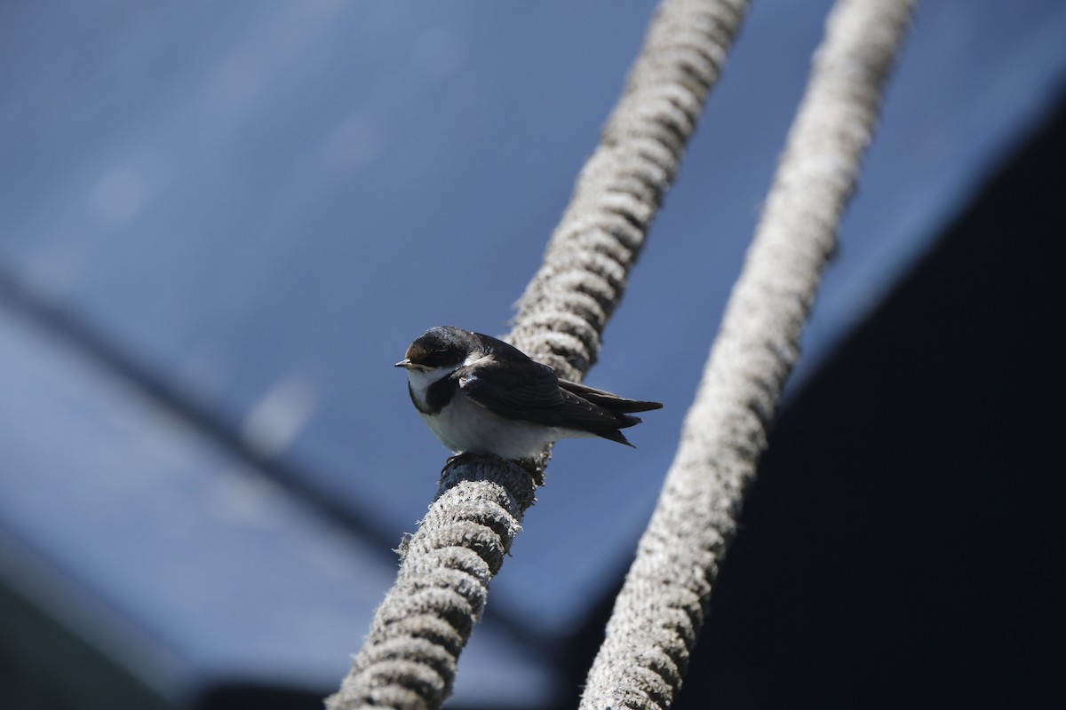 ノドジロツバメ - ML645617232