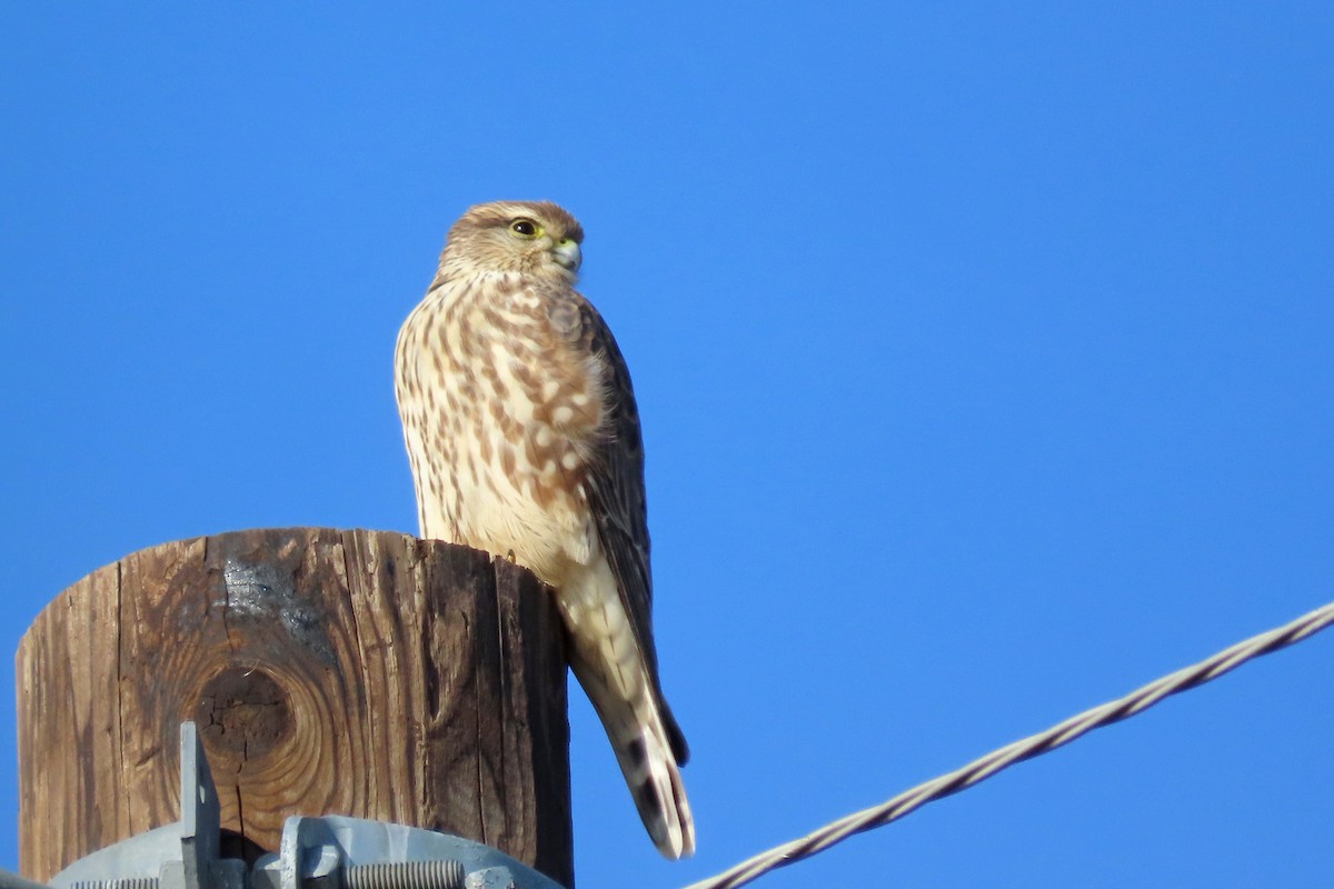コチョウゲンボウ - ML645617233
