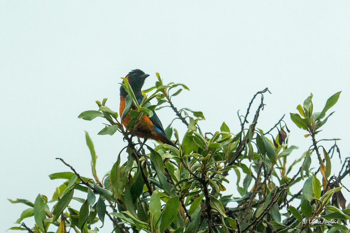 Scarlet-bellied Mountain Tanager - ML645617236