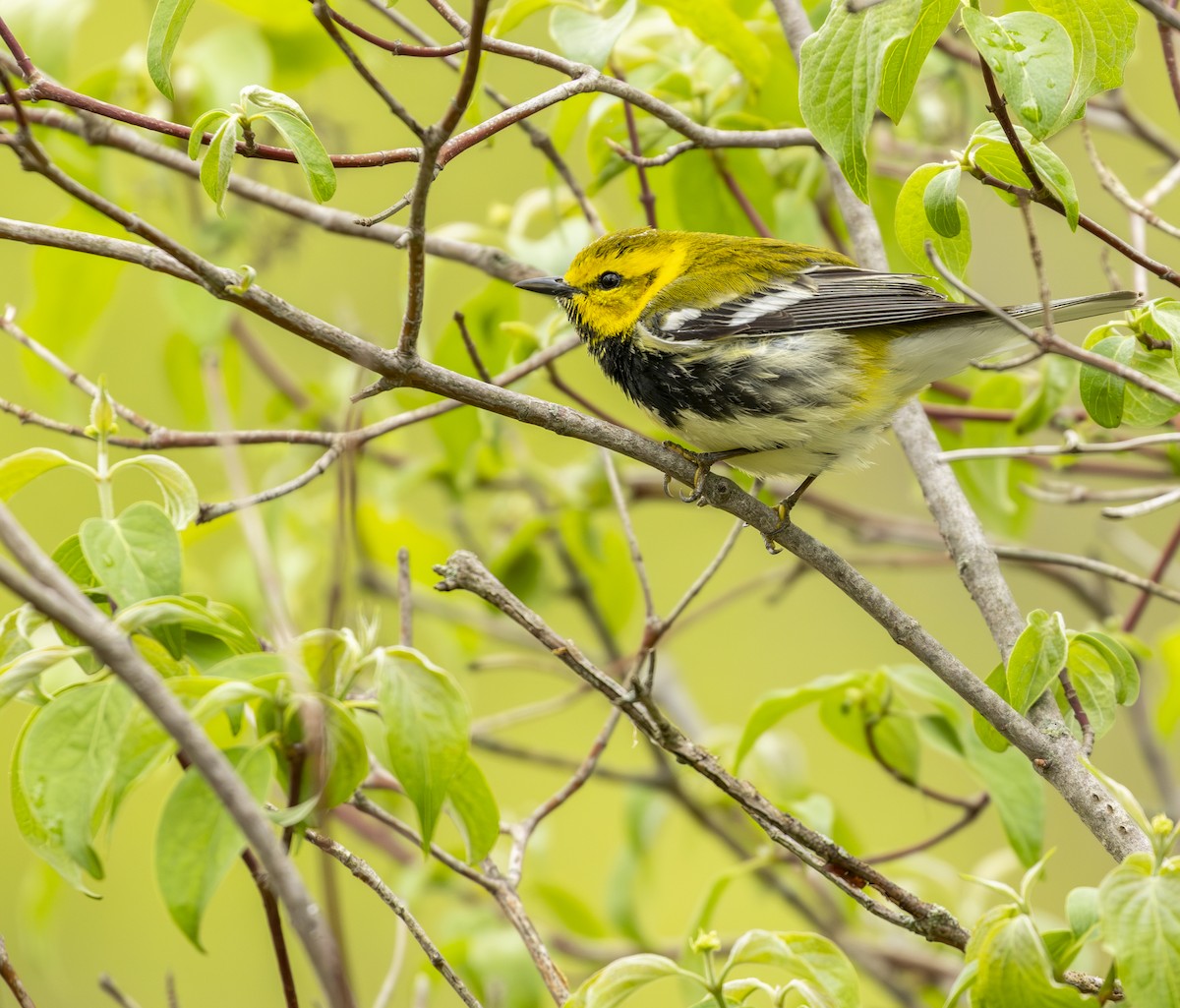 ノドグロミドリアメリカムシクイ - ML645617237