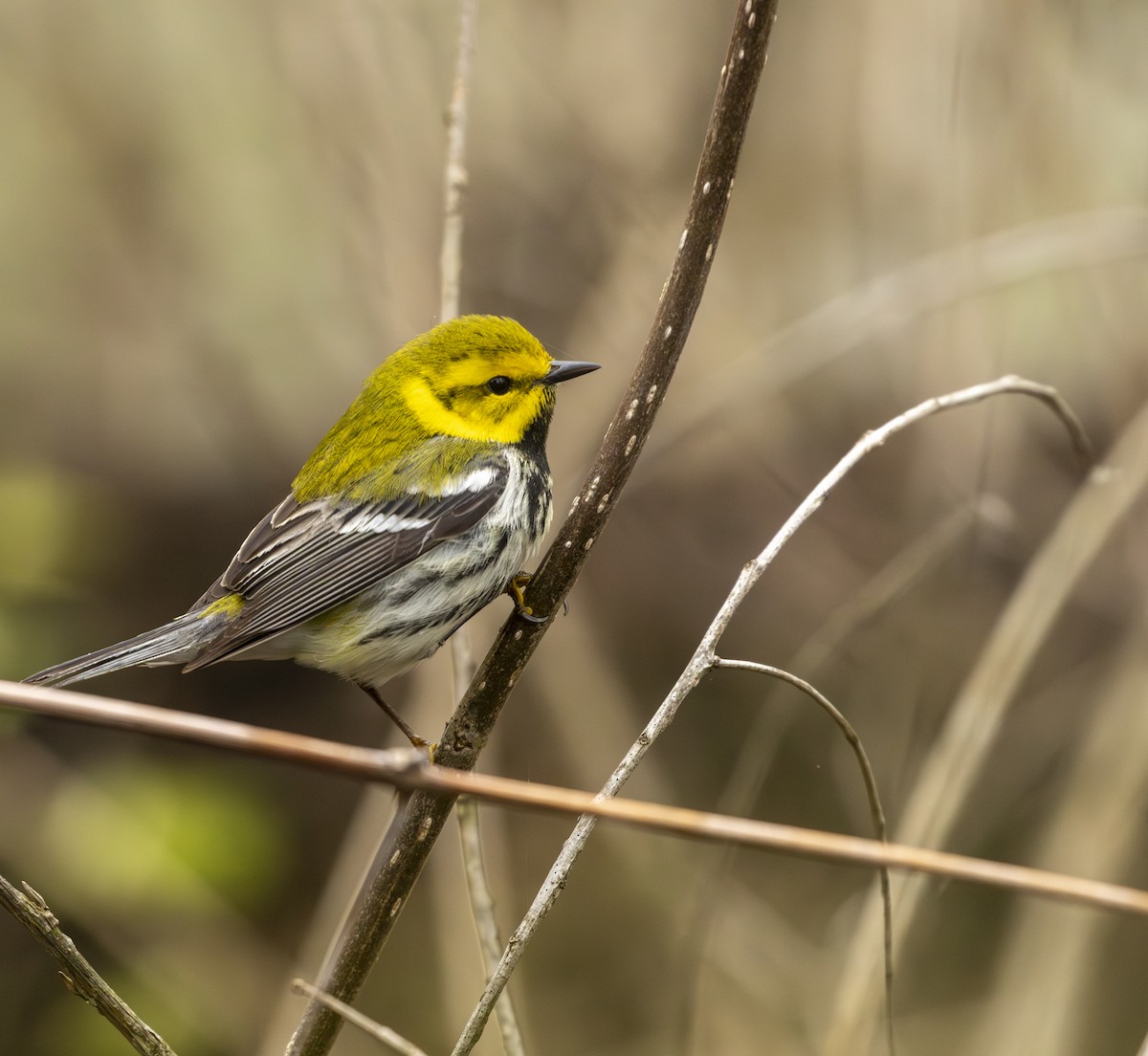 ノドグロミドリアメリカムシクイ - ML645617238