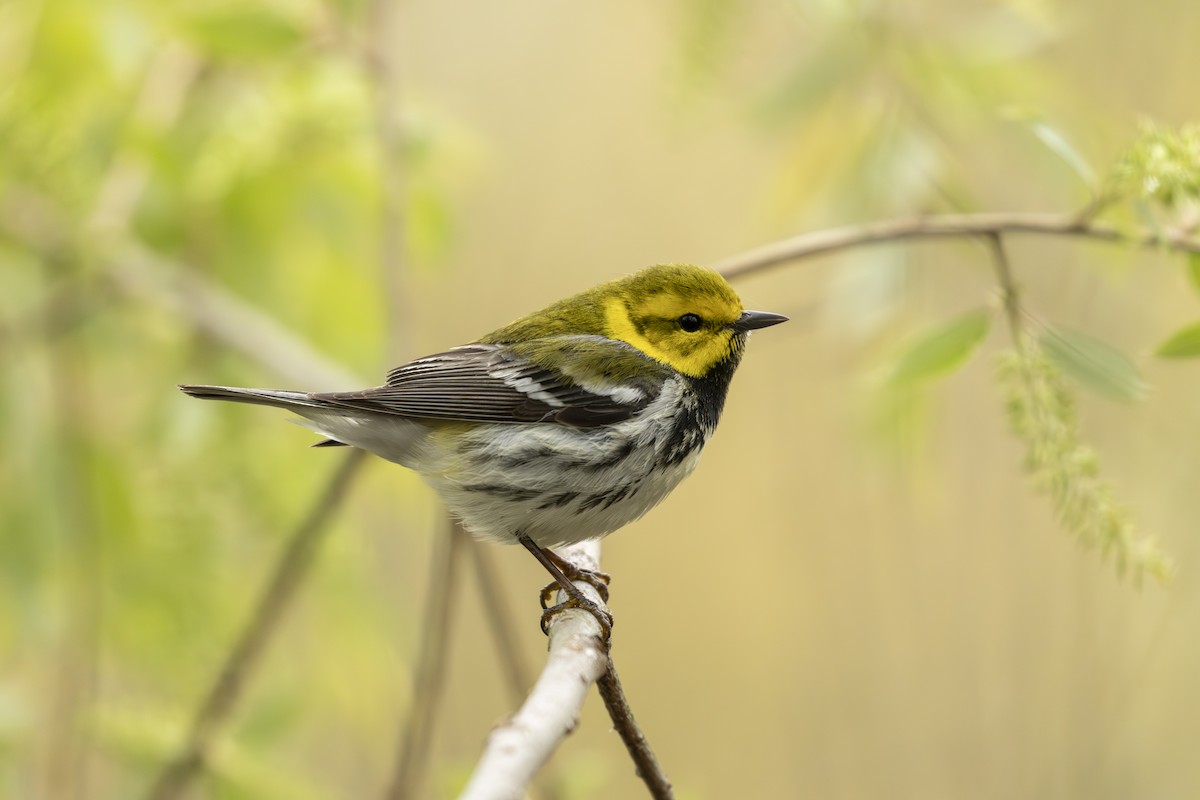 ノドグロミドリアメリカムシクイ - ML645617239