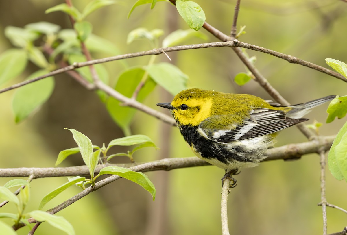 ノドグロミドリアメリカムシクイ - ML645617240