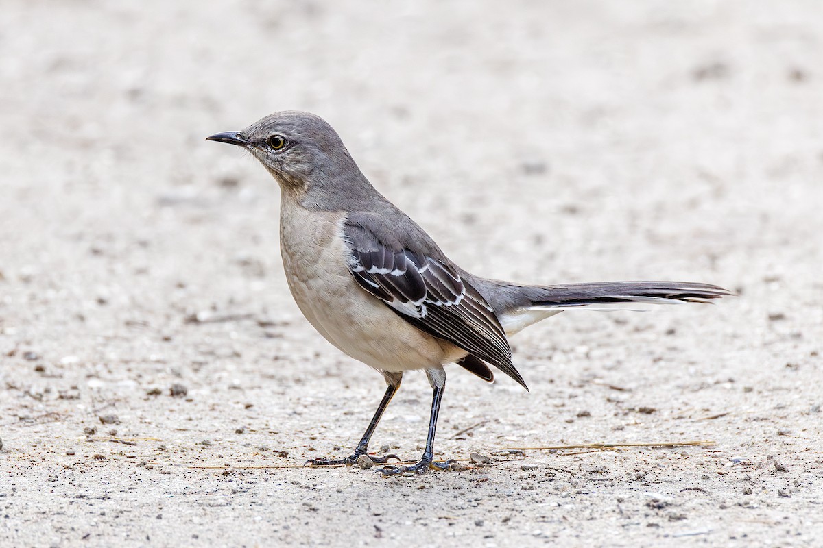 マネシツグミ - ML645617241