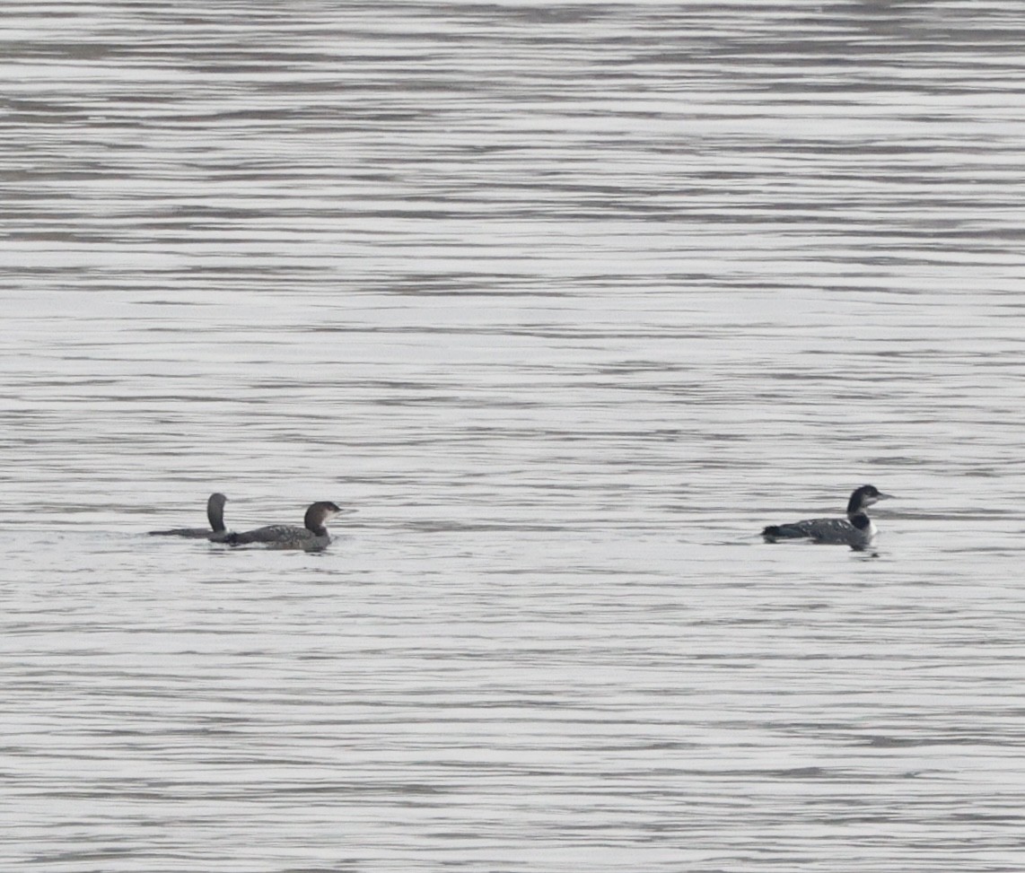 ハシグロアビ - ML645617242