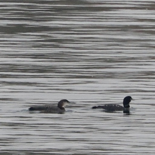 ハシグロアビ - ML645617243