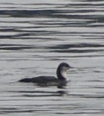 ハシグロアビ - ML645617244