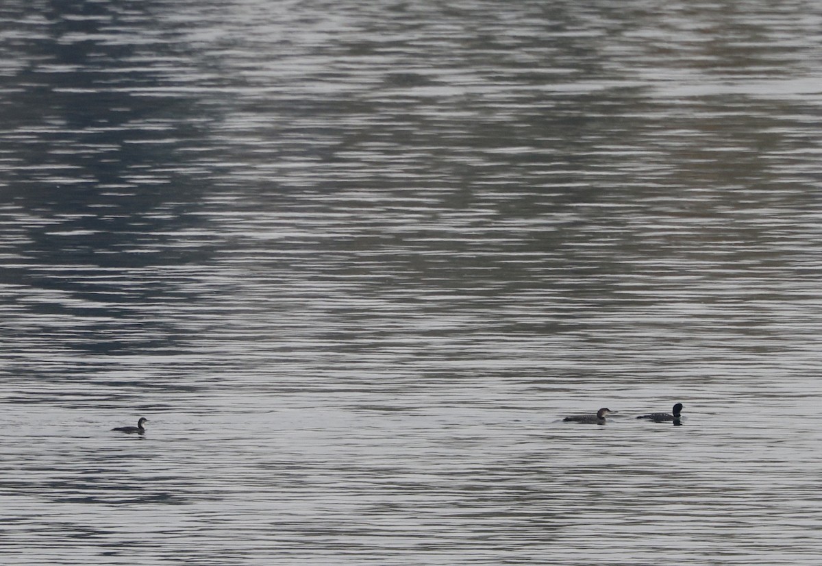 ハシグロアビ - ML645617245