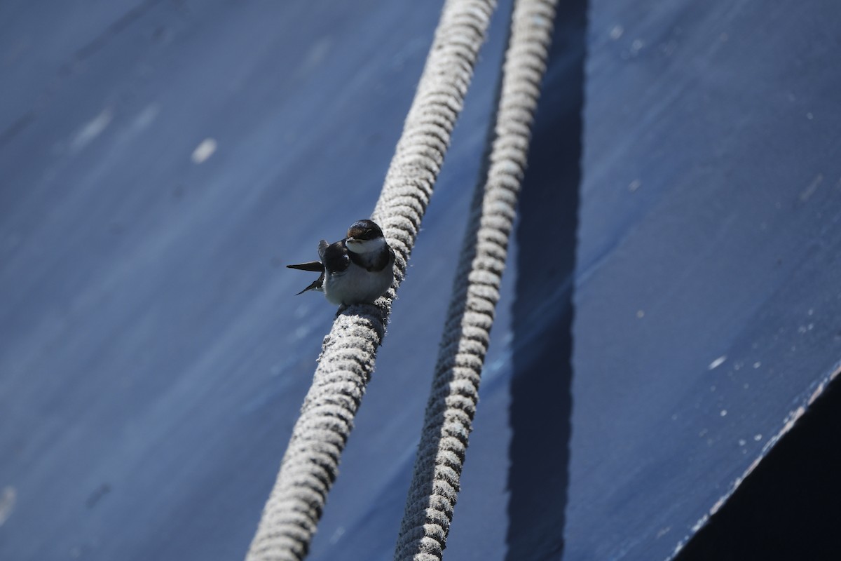 ノドジロツバメ - ML645617246