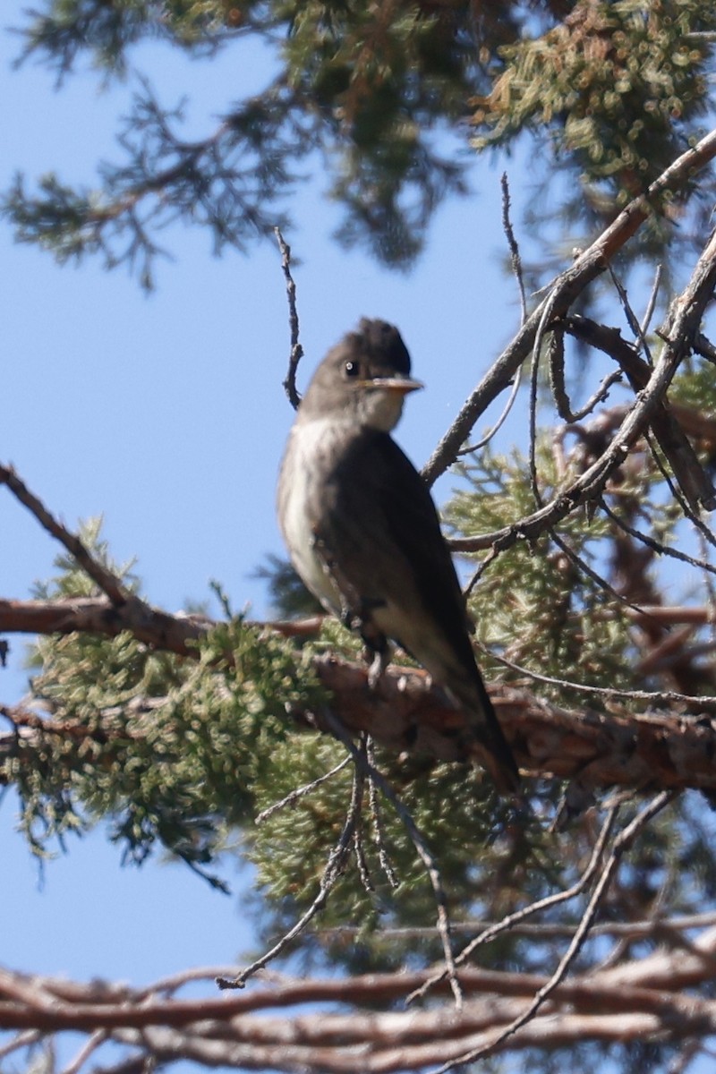 ニシモリタイランチョウ - ML645617249