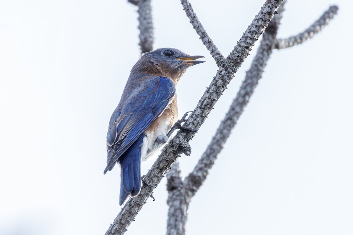 ルリツグミ - ML645617250