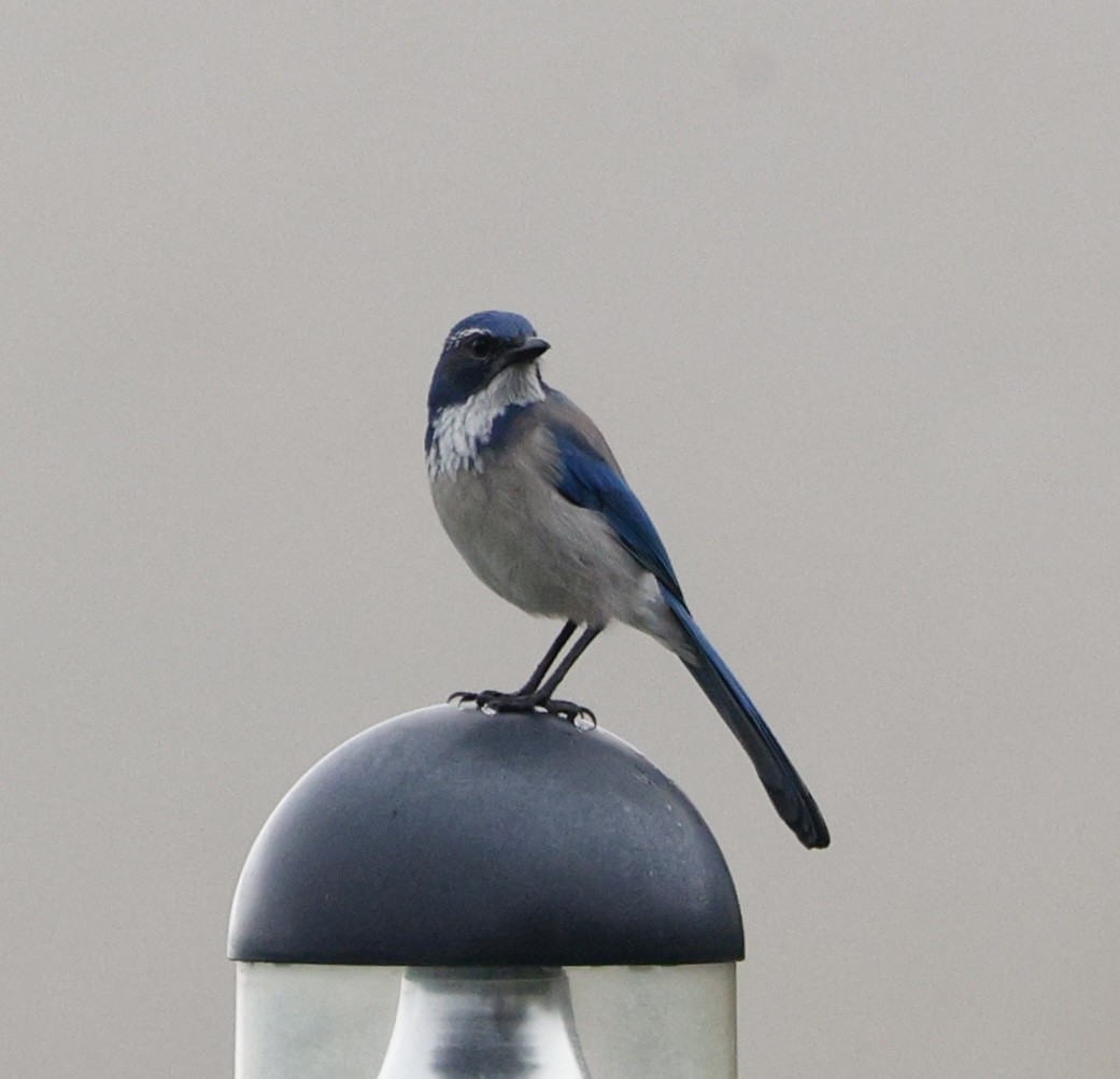 カリフォルニアカケス - ML645617252