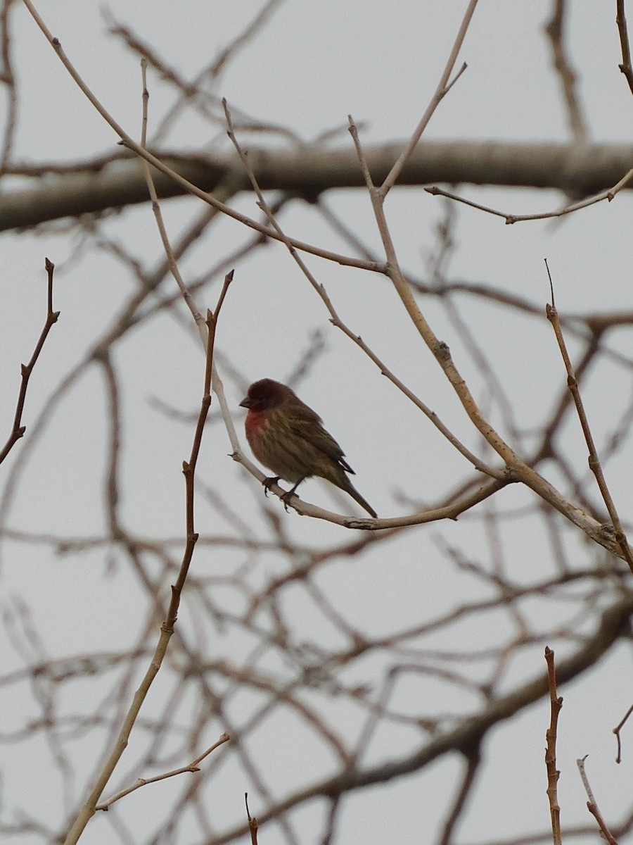 メキシコマシコ - ML645617253