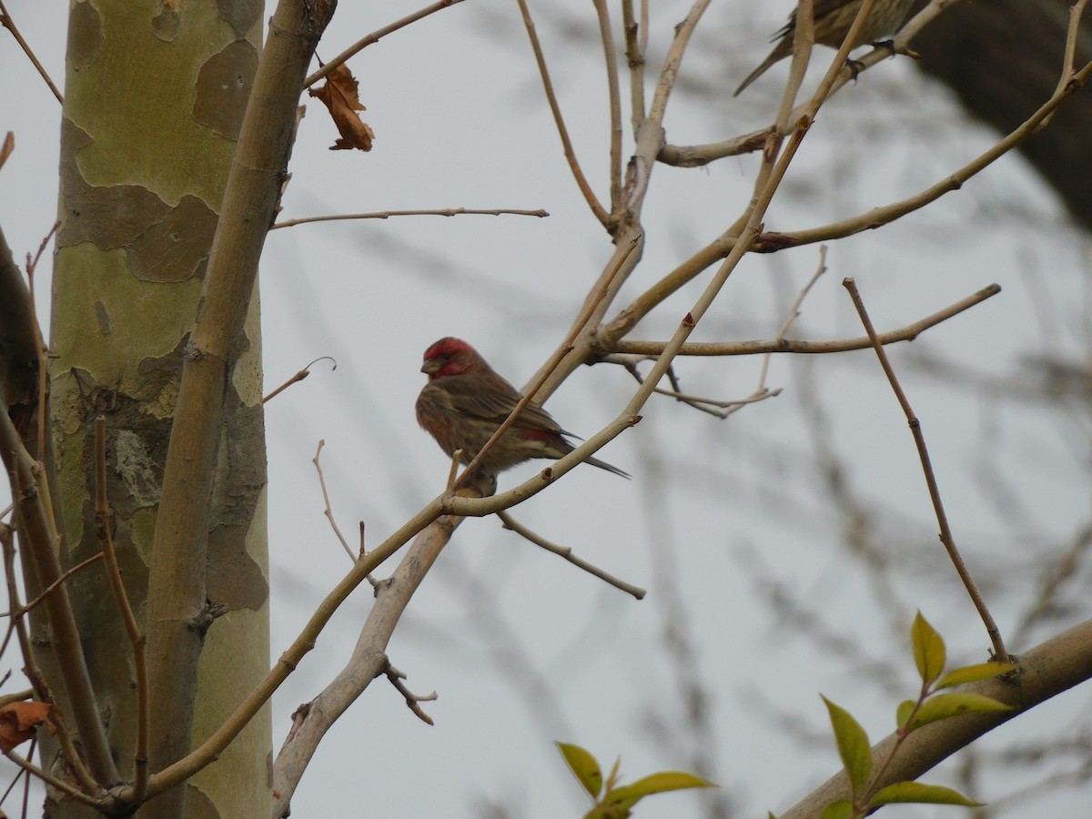 メキシコマシコ - ML645617254