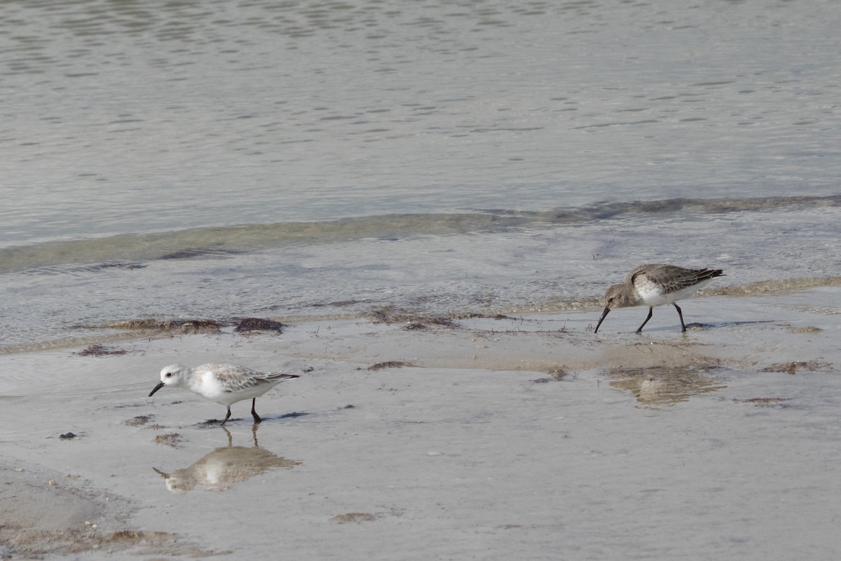 ハマシギ - ML645617255