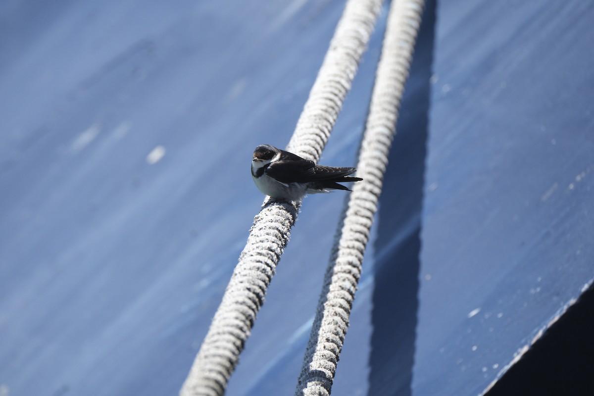 White-throated Swallow - ML645617258