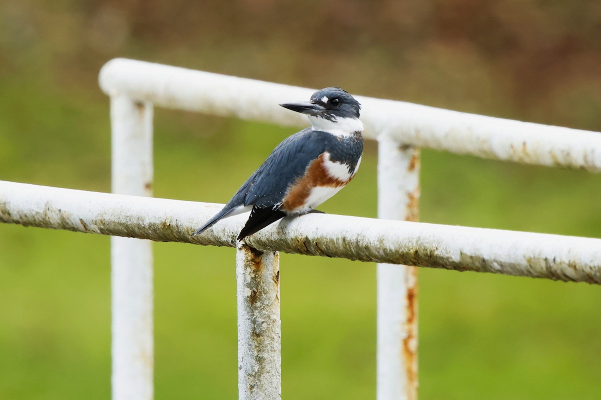 rybařík pruhoprsý - ML645617260