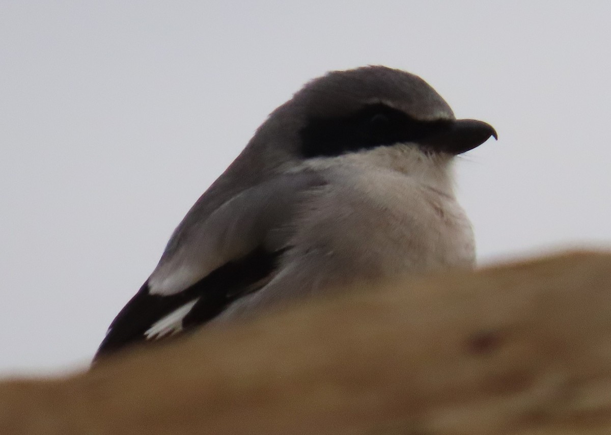 Loggerhead Shrike - ML645617262