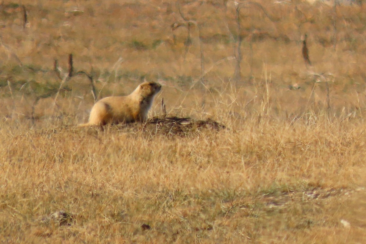 Black-tailed Prairie Dog - ML645617266