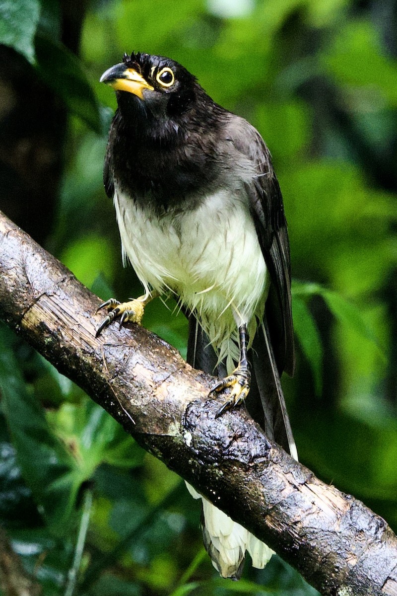 Brown Jay - ML645617273