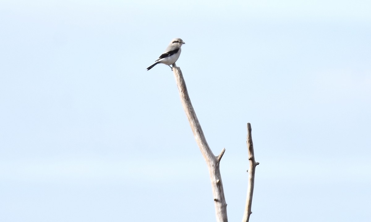 Northern Shrike - ML645617292
