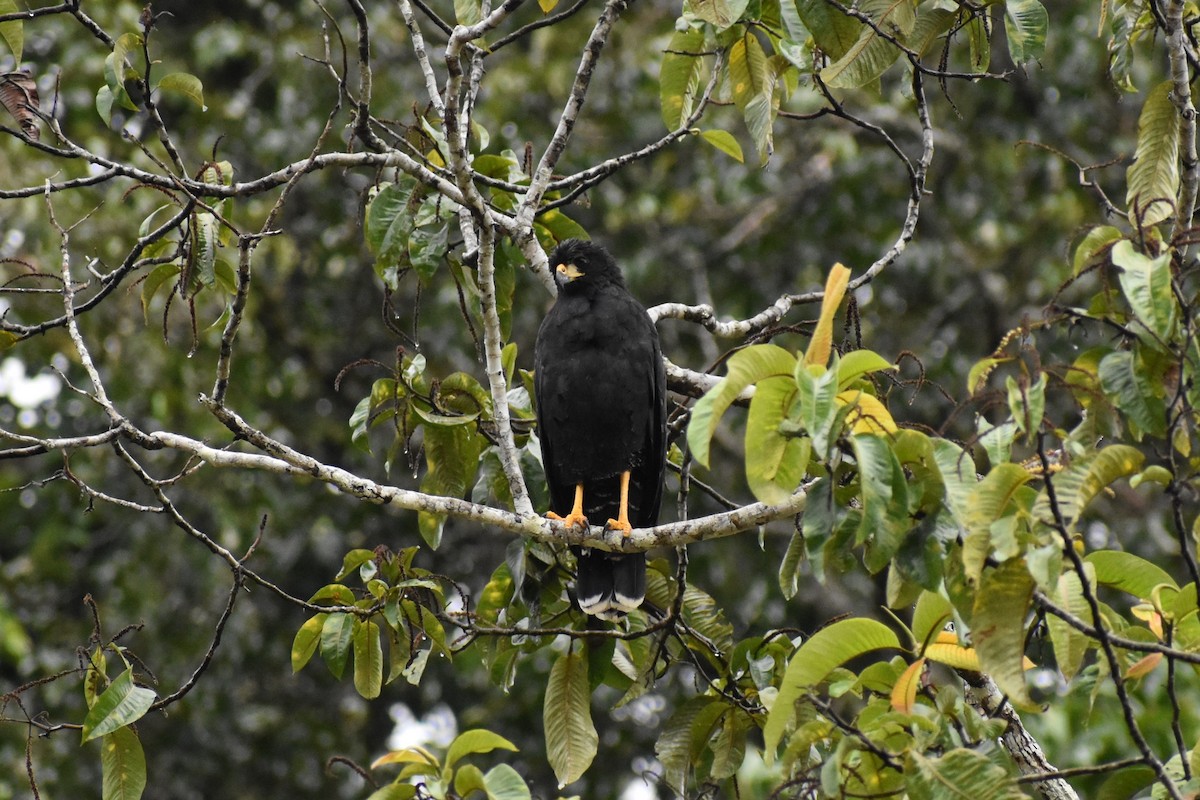 Great Black Hawk - ML645617294