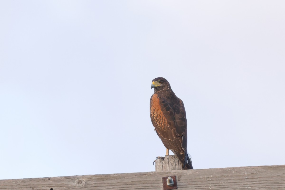 Harris's Hawk - ML645617301