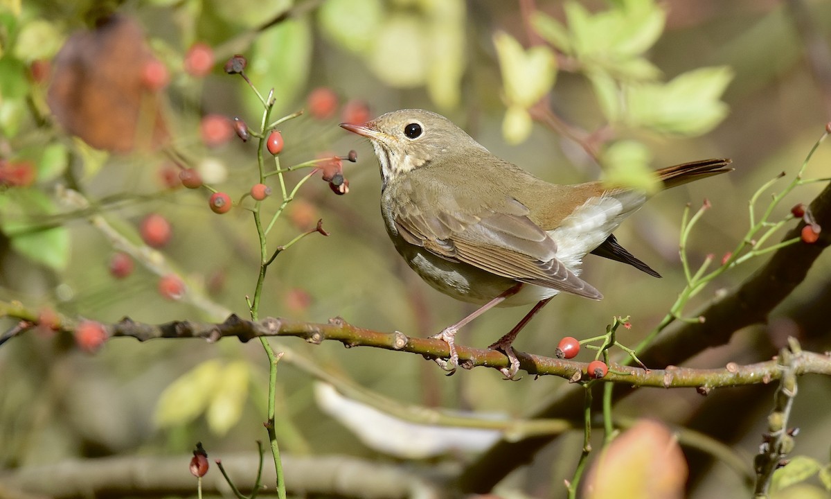 Hermit Thrush - ML645617303