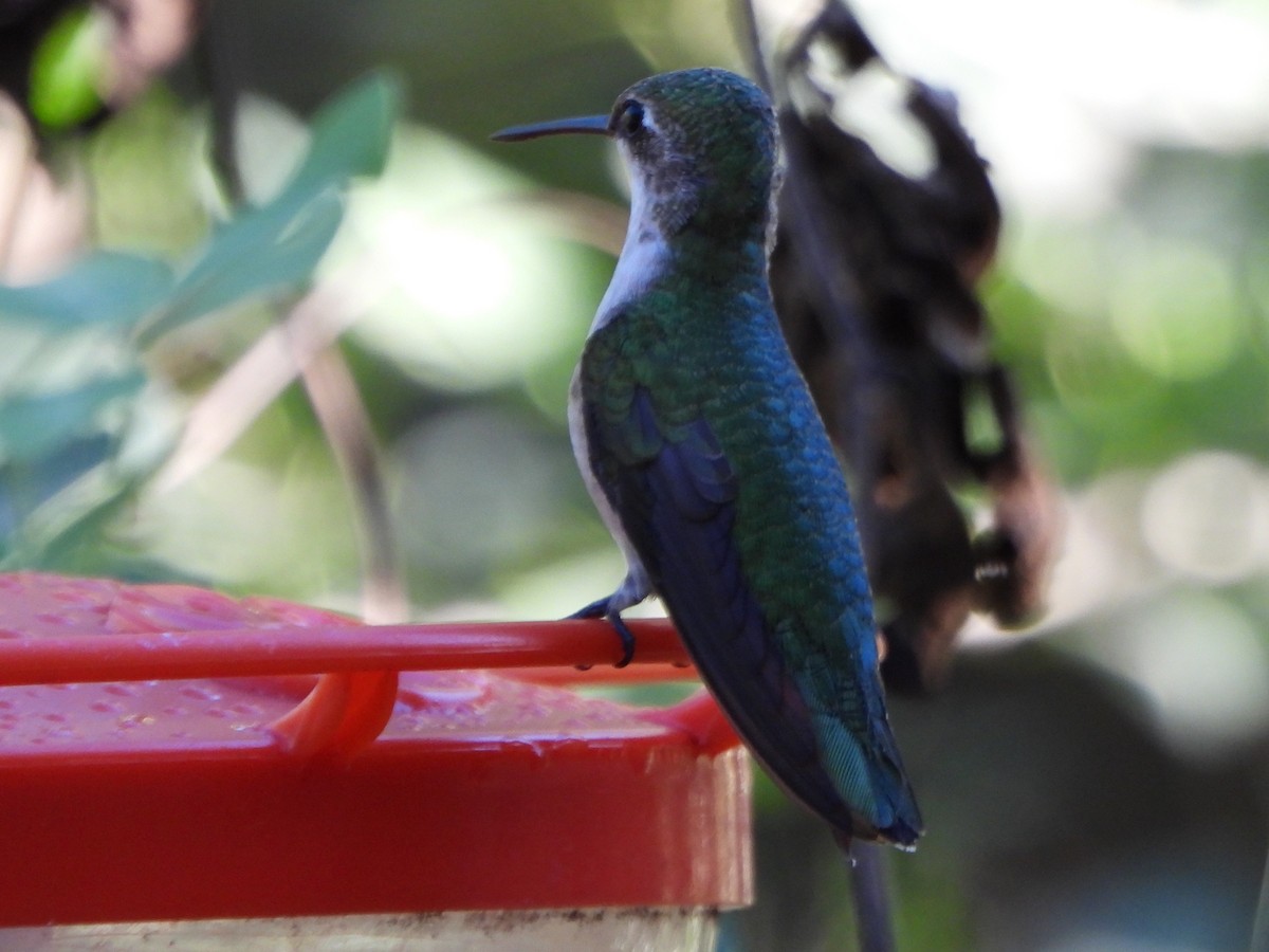 Рубиновогорлый колибри - ML645617310