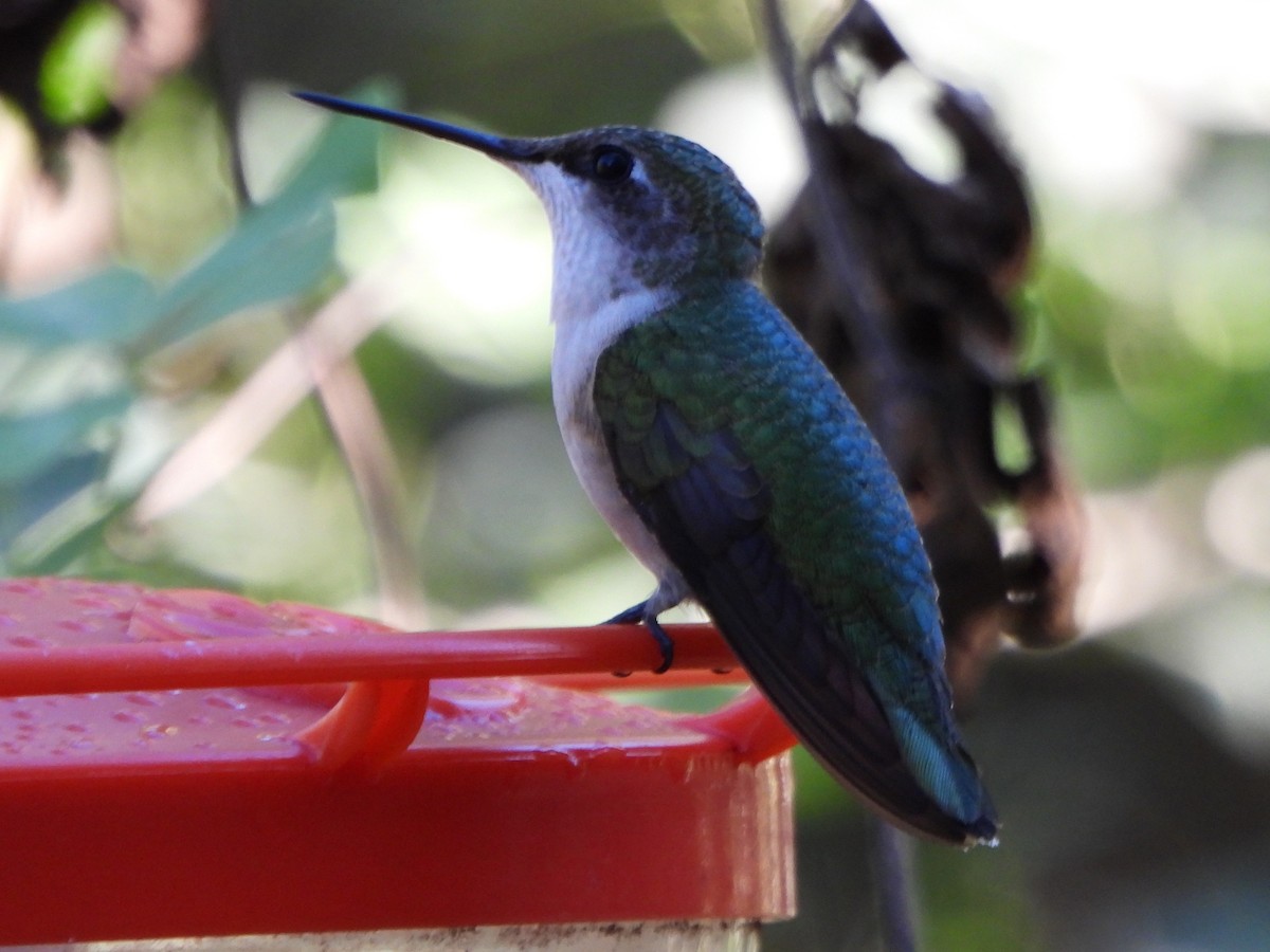 Рубиновогорлый колибри - ML645617311