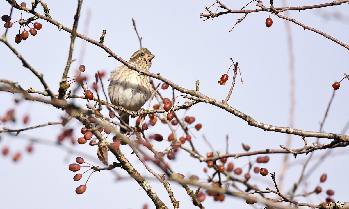Purple Finch - ML645617317
