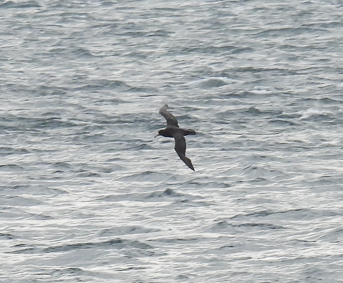 sørkjempepetrell - ML645617320