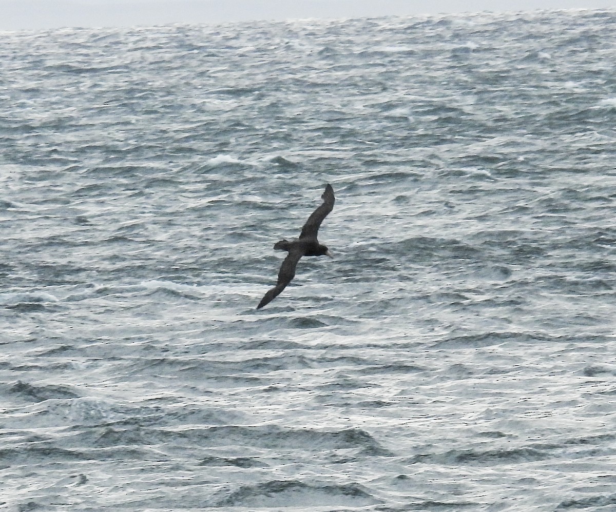 sørkjempepetrell - ML645617321