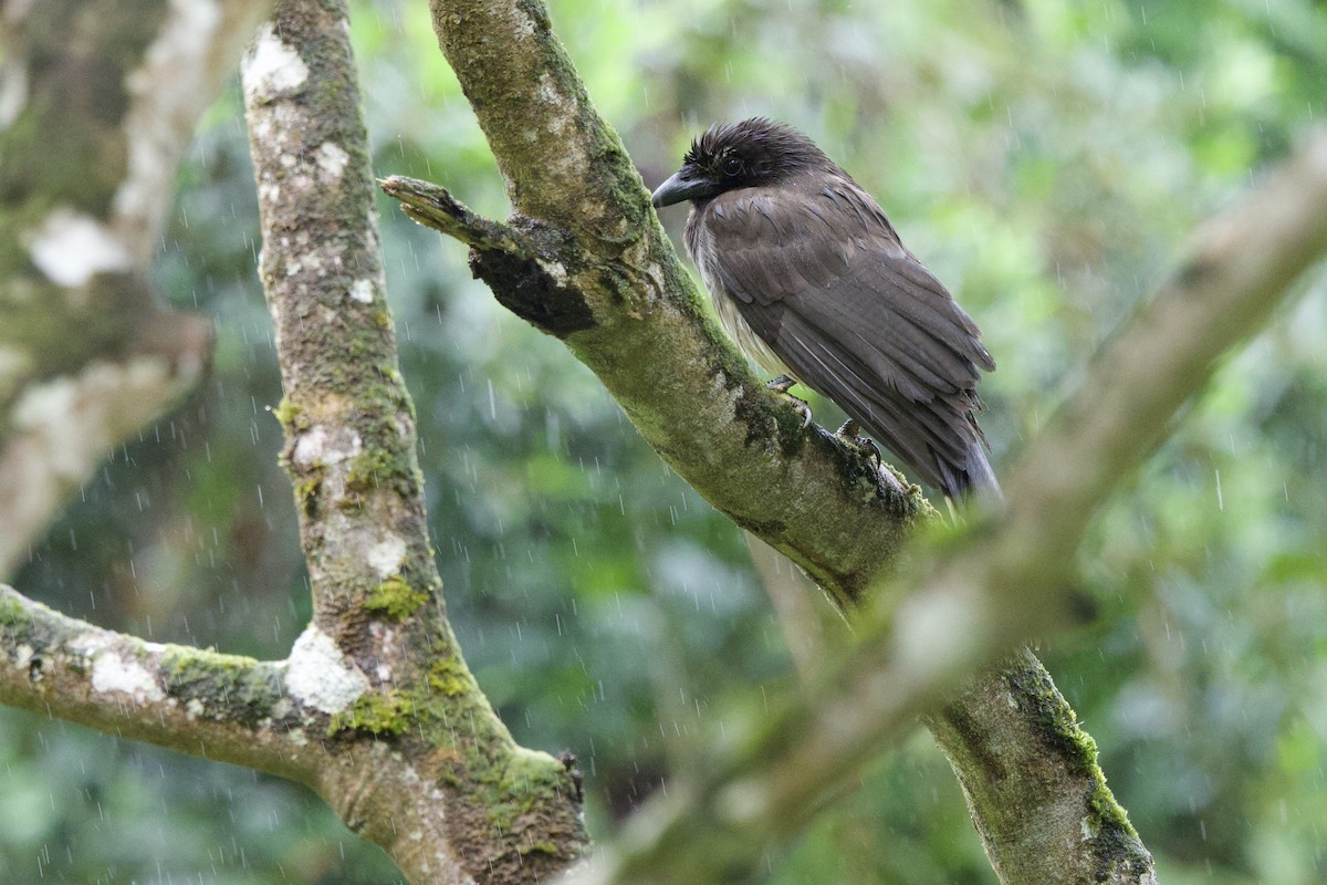 Brown Jay - ML645617322