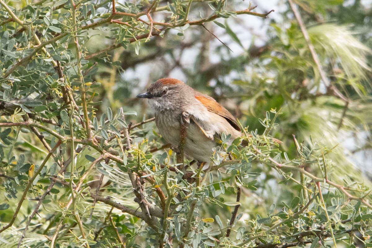 Pale-breasted Spinetail - ML645617326