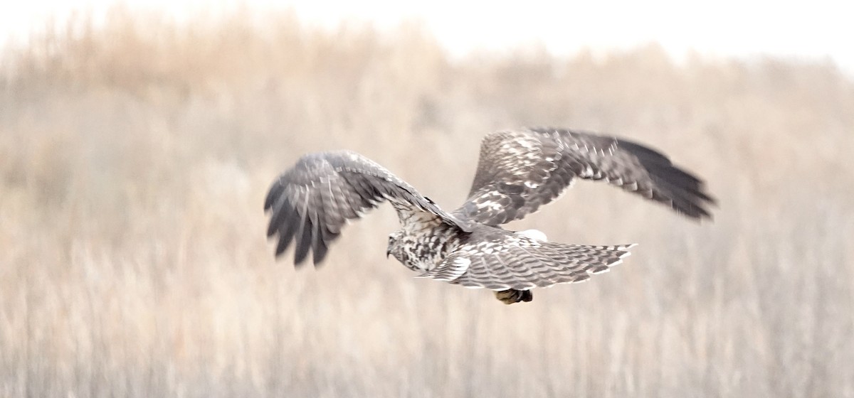 Red-tailed Hawk - ML645617327