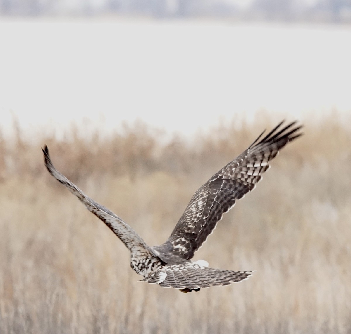 Red-tailed Hawk - ML645617330