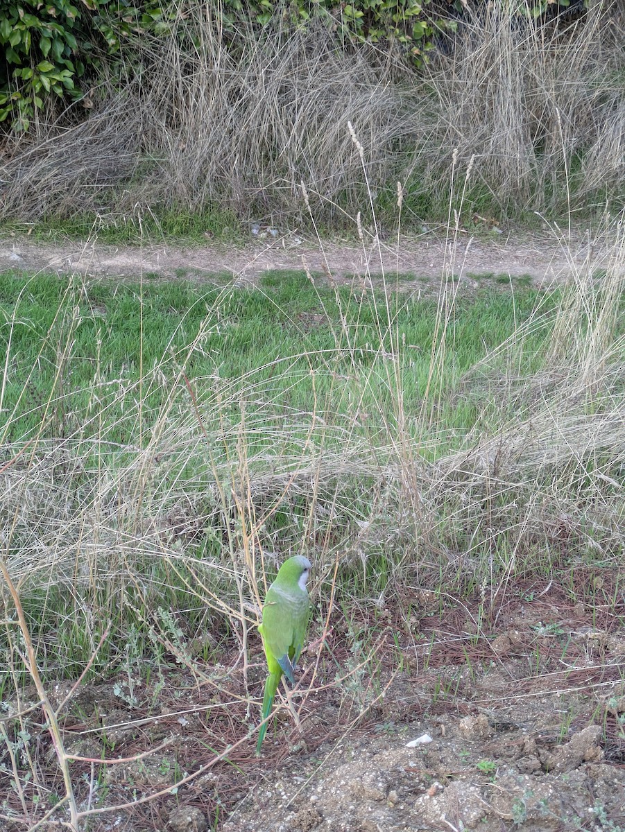 Mönchssittich - ML645617331