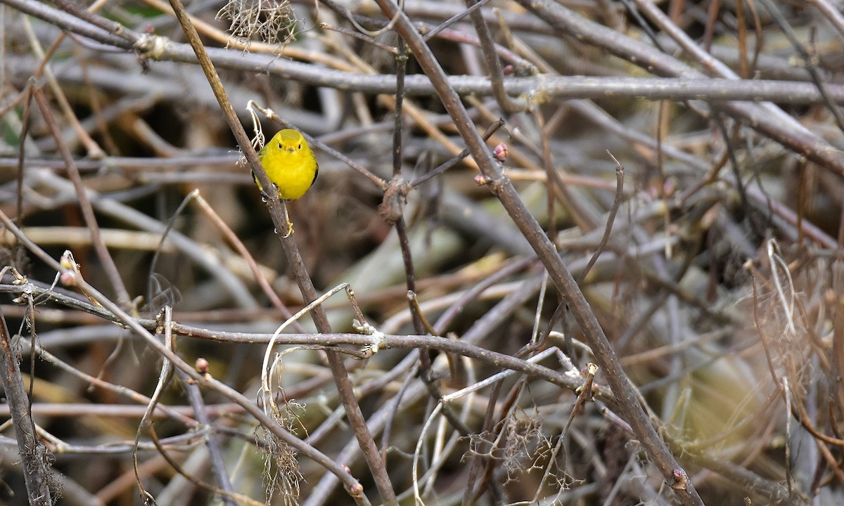 Wilson's Warbler - ML645617333