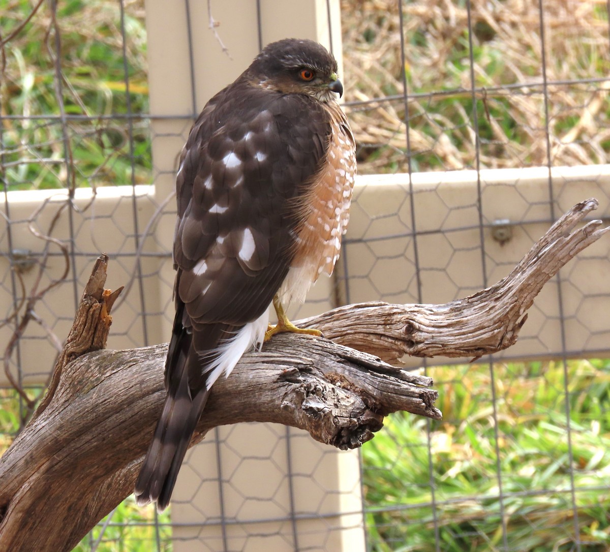 Sharp-shinned Hawk - ML645617343