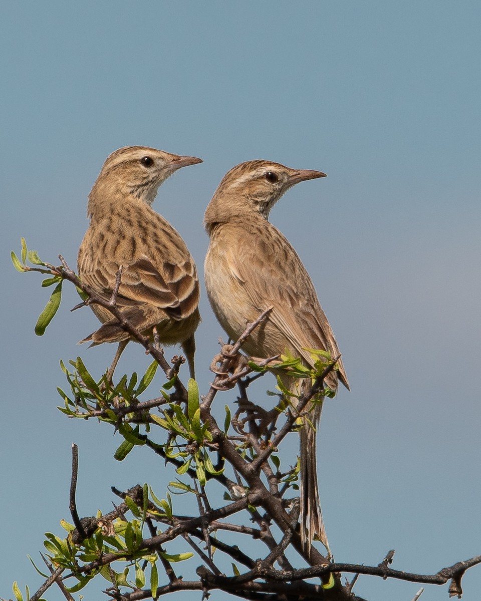 Firewood-gatherer - ML645617344