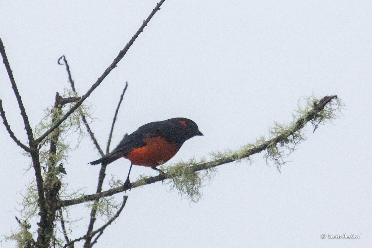 Scarlet-bellied Mountain Tanager - ML645617346
