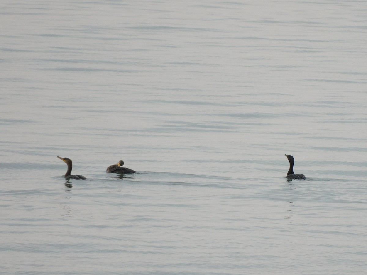 Double-crested Cormorant - ML645617349
