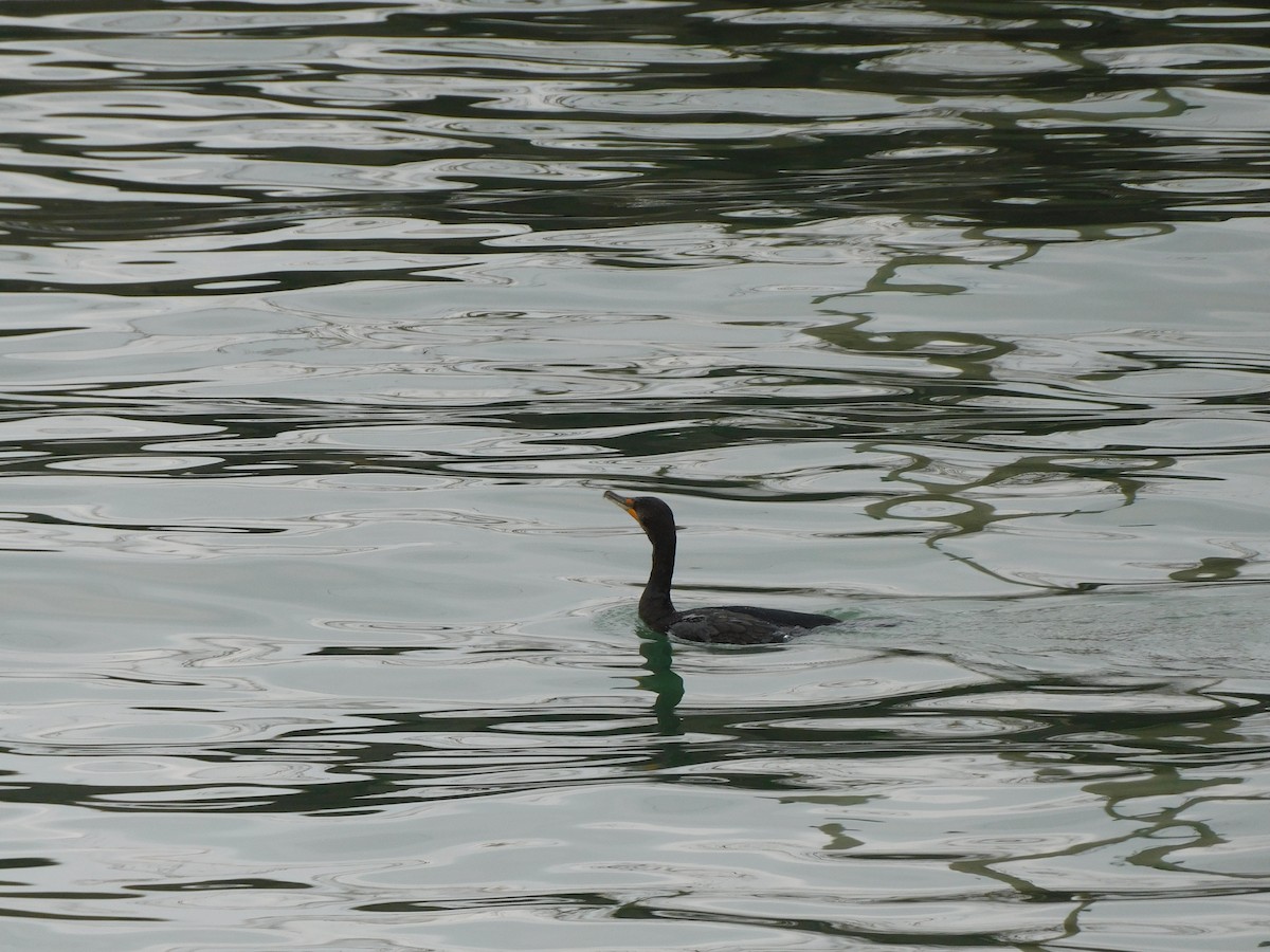 Double-crested Cormorant - ML645617350