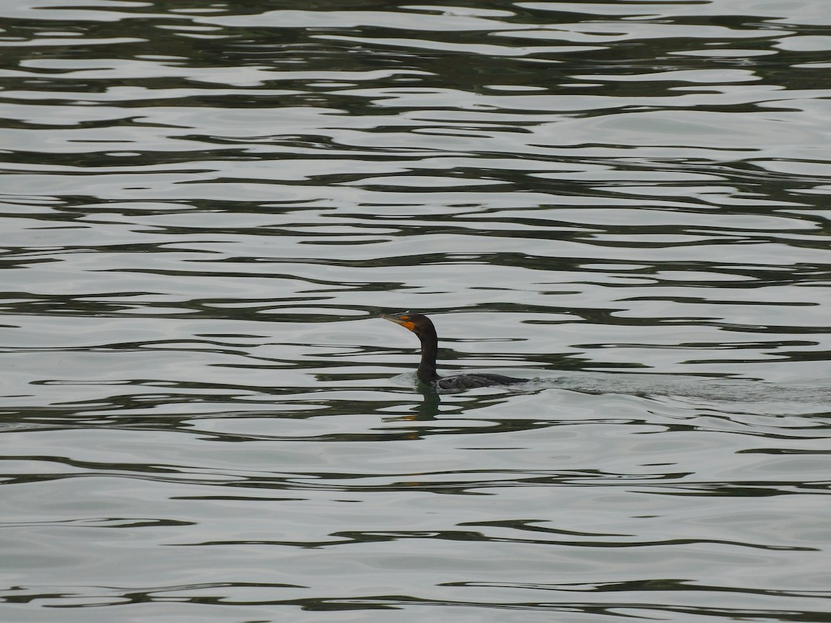 Double-crested Cormorant - ML645617351