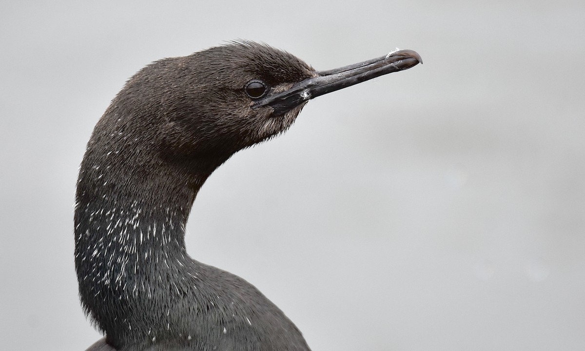 Pelagic Cormorant - ML645617358
