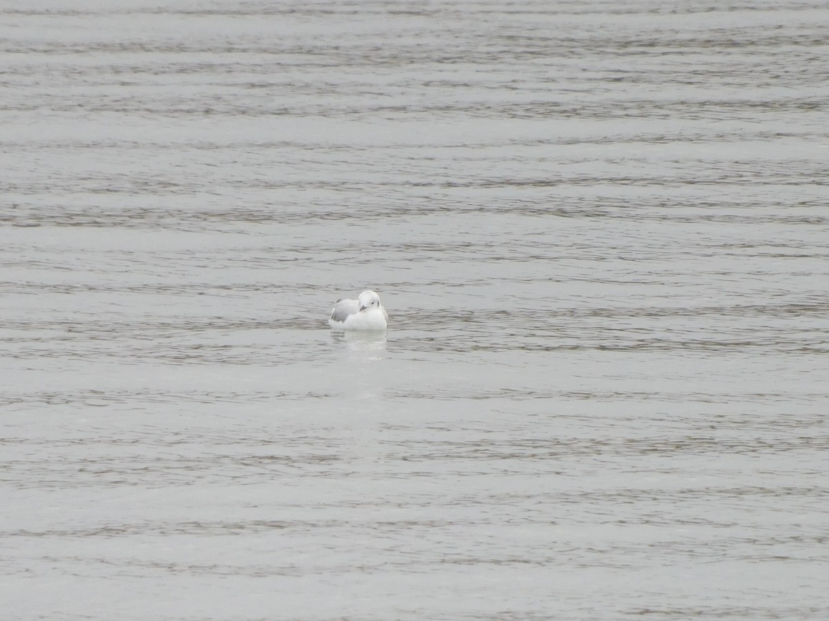 Bonaparte's Gull - ML645617359