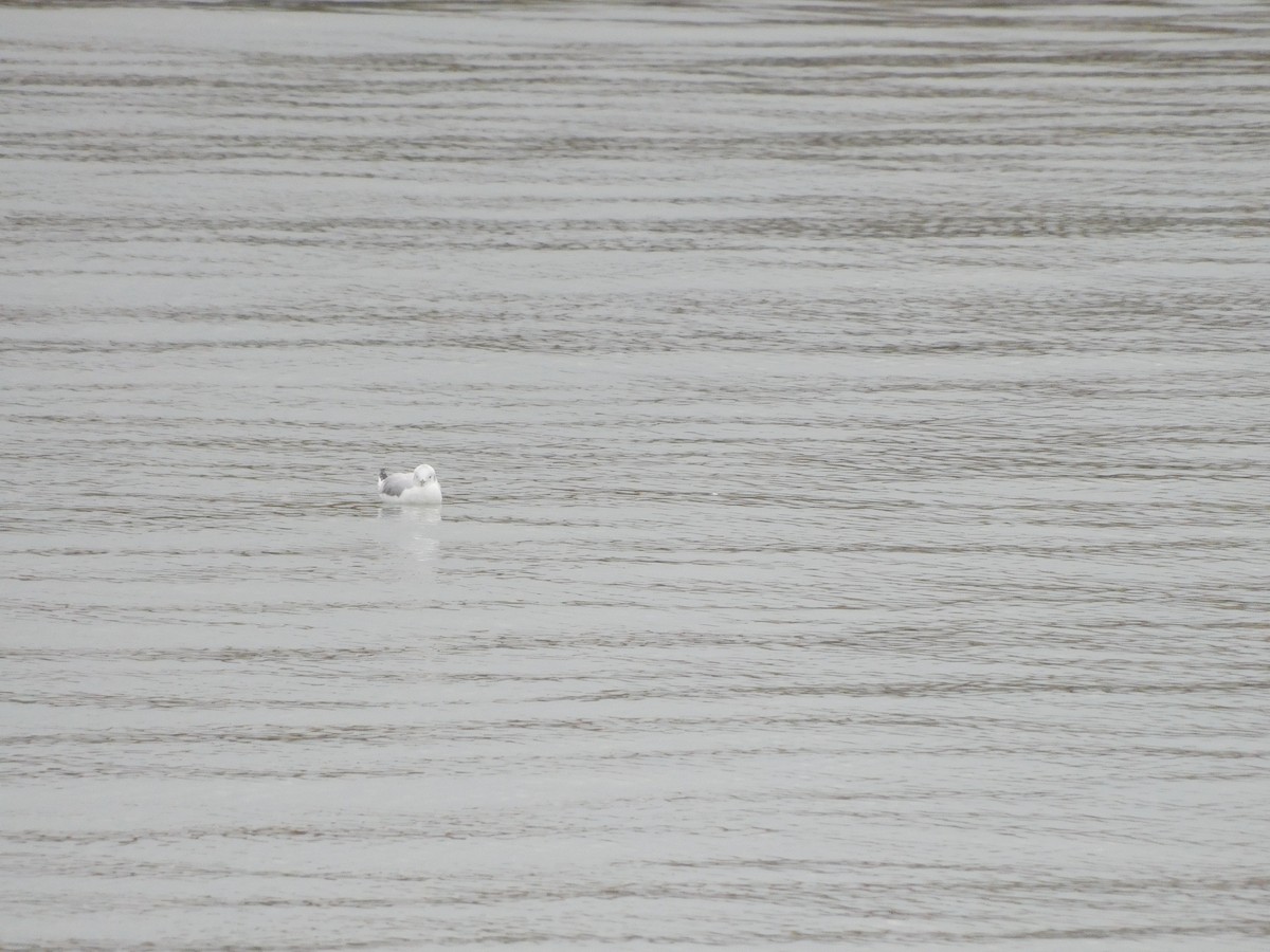 Bonaparte's Gull - ML645617361